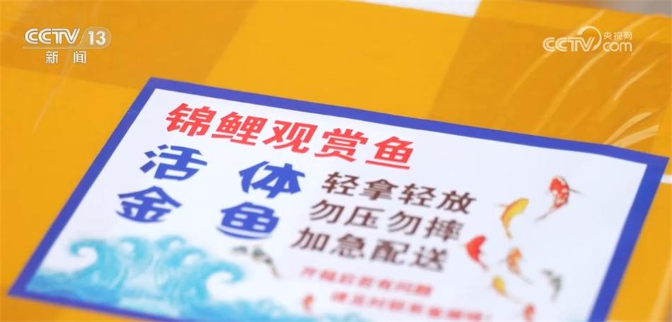 致富经养锦鲤技术视频_锦鲤鱼养殖技术视频播放_养殖锦鲤致富