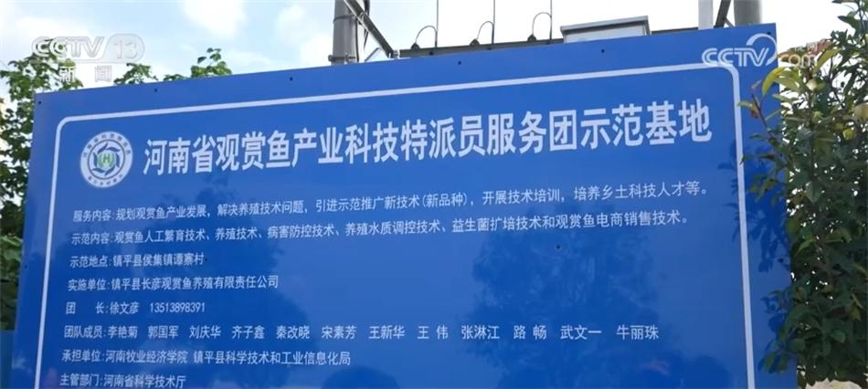 养殖锦鲤致富_致富经养锦鲤技术视频_锦鲤鱼养殖技术视频播放
