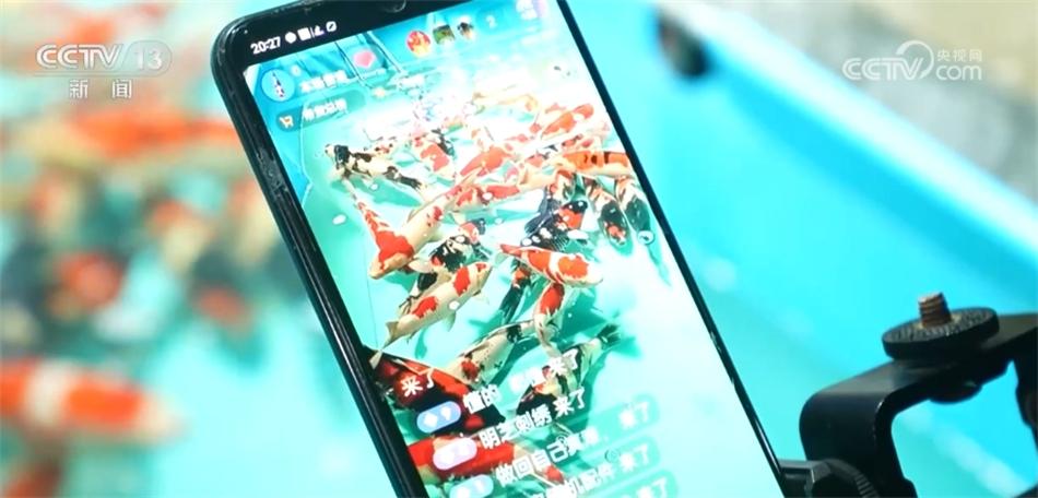 养殖锦鲤致富_致富经养锦鲤技术视频_锦鲤鱼养殖技术视频播放