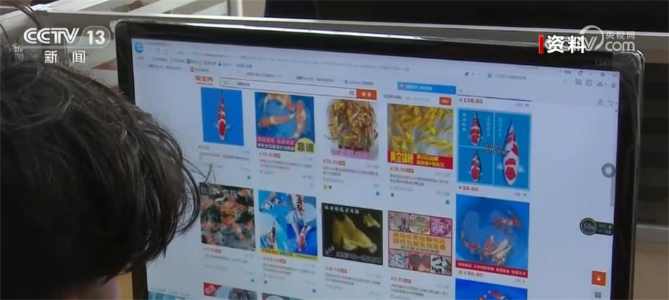致富经养锦鲤技术视频_养殖锦鲤致富_锦鲤鱼养殖技术视频播放