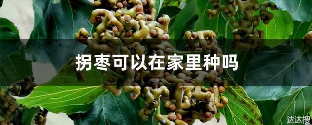 拐枣可以在家里种吗