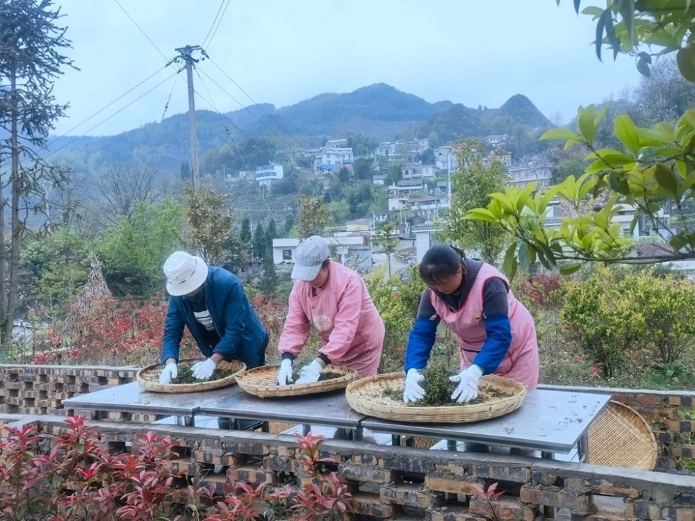 致富经茶树种植技术_种植茶树赚钱吗_致富茶树种植技术与管理