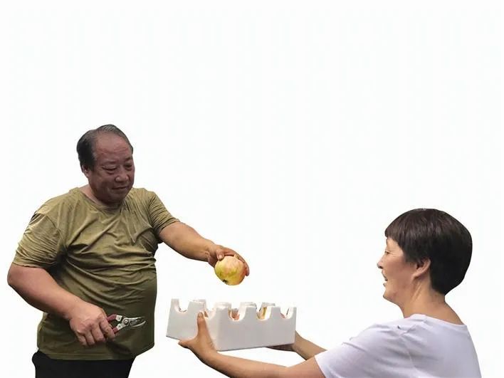 致富石榴种植视频_致富石榴种植方法_石榴种植致富经
