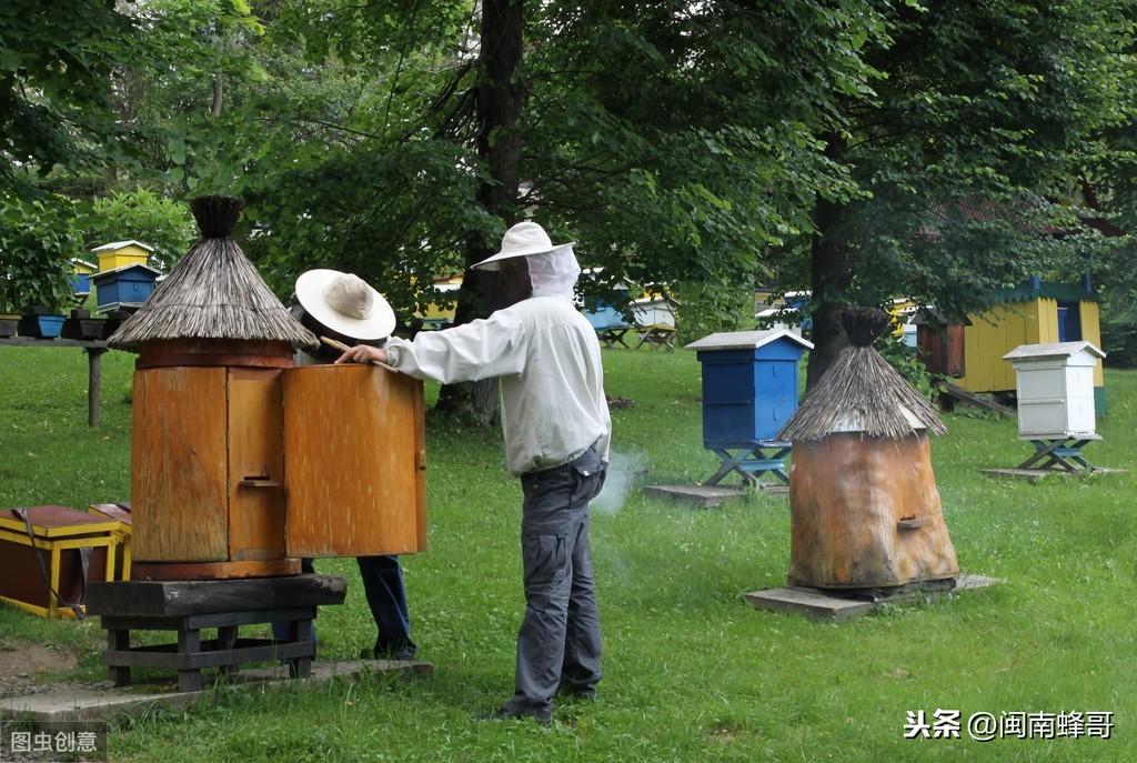 蜜蜂养殖蜂王_中蜂双王养殖技术_养蜂育王技术