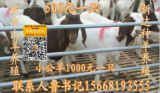 江门市恩平市去哪买驴驹肉驴驹价格养殖利润