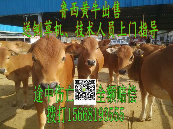 养土牛赚钱吗_土牛养殖致富_致富养殖土牛赚钱吗