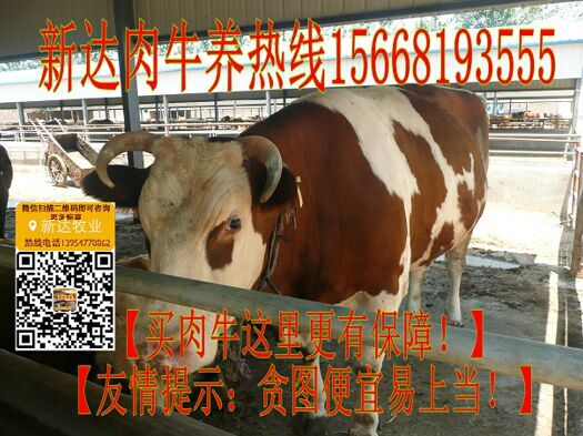 土牛养殖致富_致富养殖土牛赚钱吗_养土牛赚钱吗