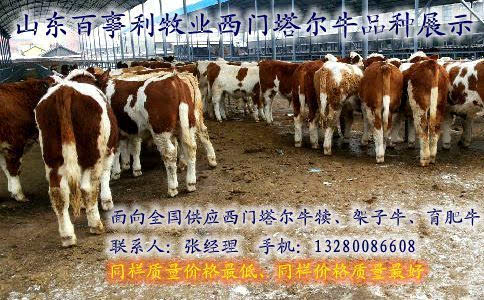 湖北襄阳大型养牛场