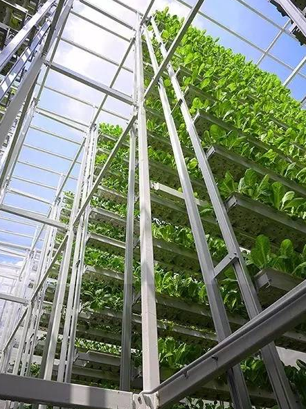 水培养殖技术_水养植物怎么栽_家庭水上种植水下养殖技术