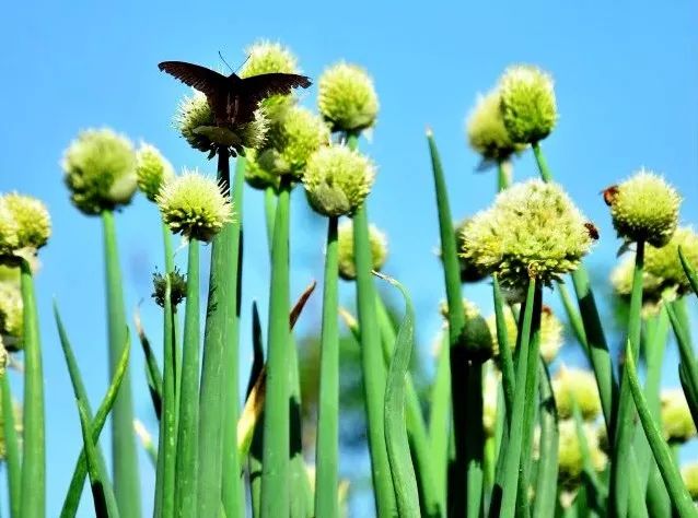葱种植农村技术有哪些_葱种植法_农村葱种植技术