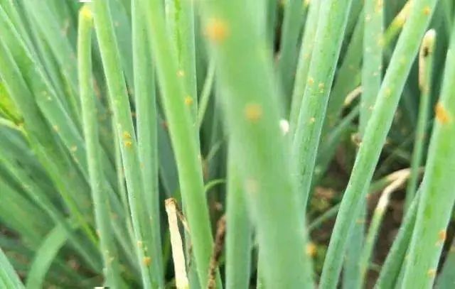 葱种植农村技术有哪些_葱种植法_农村葱种植技术
