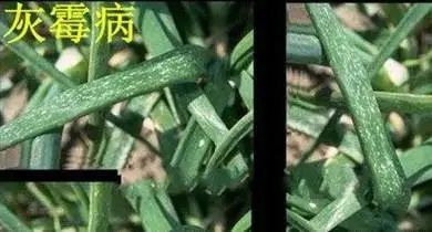 农村葱种植技术_葱种植法_葱种植农村技术有哪些