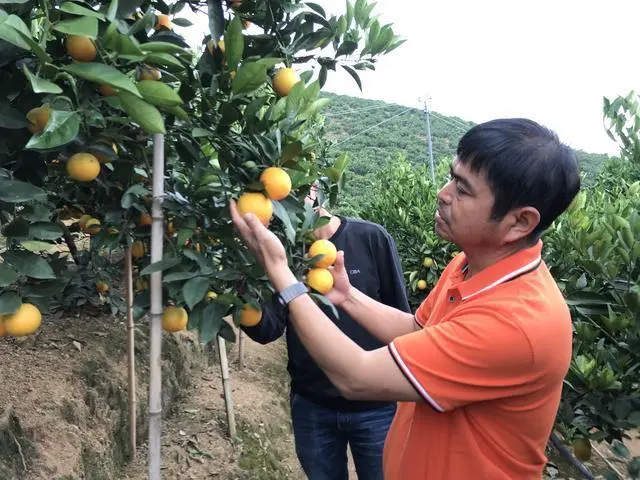 柑橘的种植成本和利润_柑橘种植致富成果_种植柑橘赚钱吗