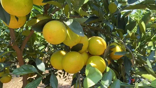 柑橘种植致富成果_柑橘的种植成本和利润_种植柑橘赚钱吗