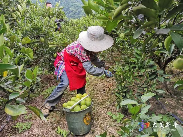 柑橘种植致富成果_柑橘的种植成本和利润_种植柑橘赚钱吗