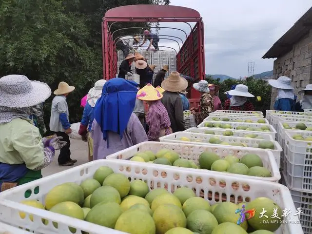 柑橘种植致富成果_种植柑橘赚钱吗_柑橘的种植成本和利润