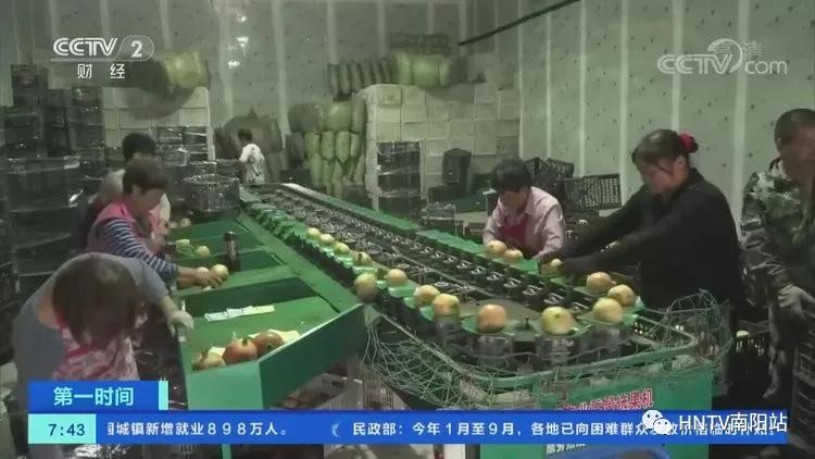 石榴种植效益_致富石榴种植方法_石榴种植致富经