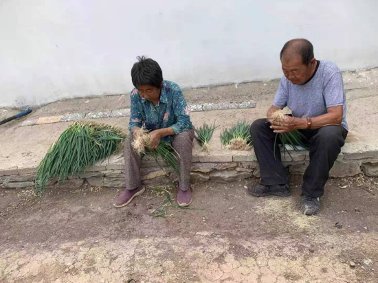 葱的种植_葱种植技术与管理_农村葱种植技术