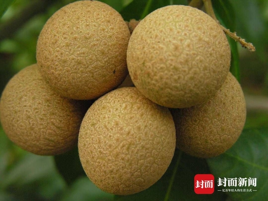泸县龙眼。