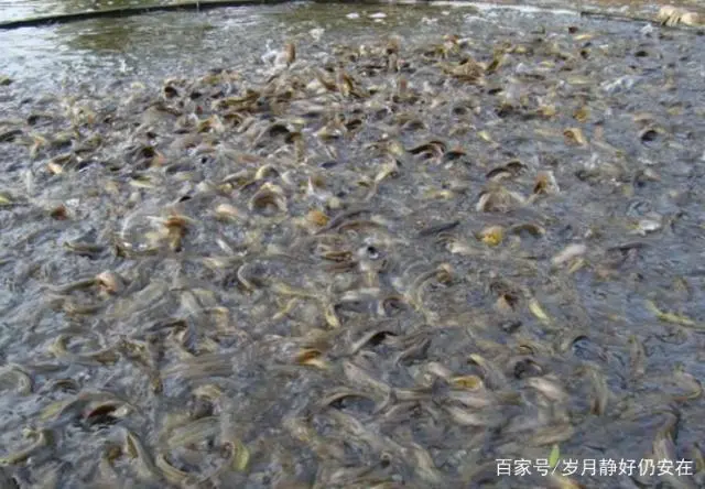 适合群众和养殖专业户应用的泥鳅繁殖方式（自然繁殖）