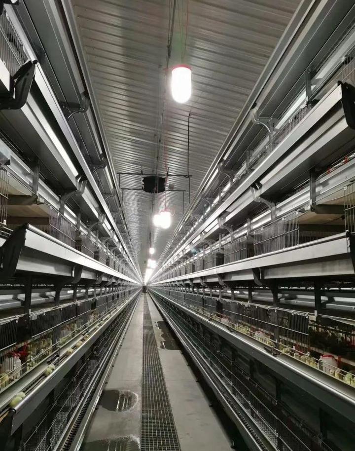 蛋鸡技术养殖_蛋鸡养殖关键技术_蛋鸡养殖技术资料大全