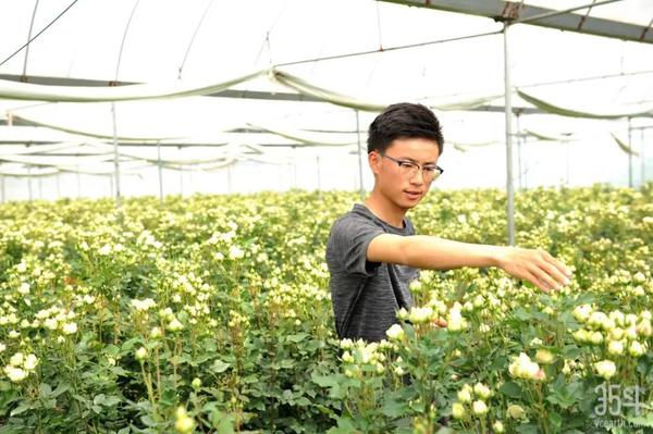 专访云南煜天：年销售额达5400万元，立足鲜切花产业助力乡村振兴