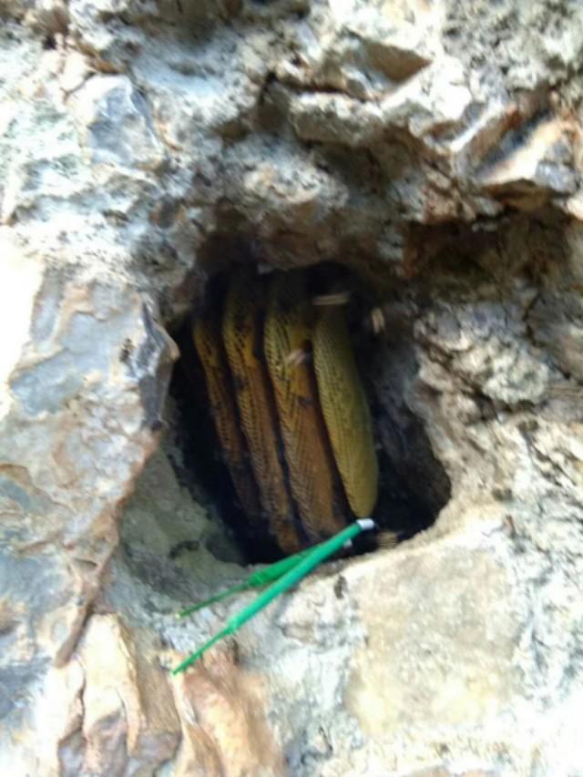 正宗彝家土蜂蜜
