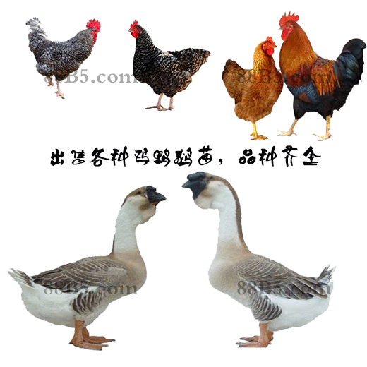 养殖）崇左江州鹅苗+脱温20天-斑嘴鸭苗孵化厂欢迎您