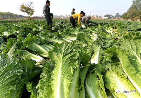 农民种植白菜，如何亩产万斤？掌握4个种植关键点，优质又高产