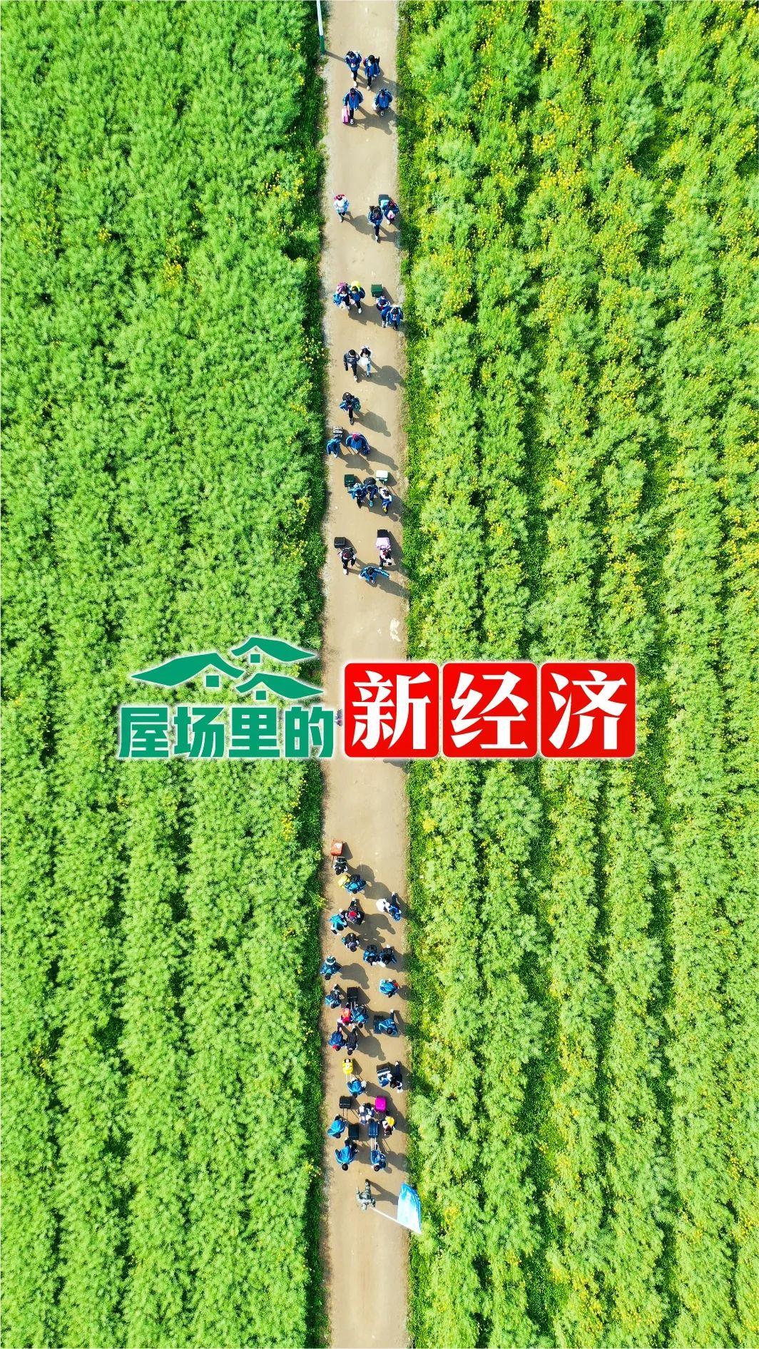 怎么带动全村种植致富_致富带动种植村民的句子_种植带动农民致富