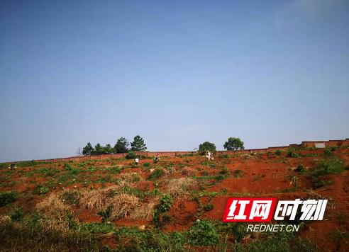 农业种植致富项目西瓜_西瓜种植铺就致富路_致富经西瓜种植视频