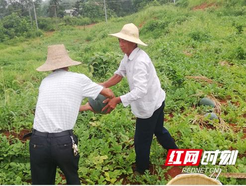 西瓜种植铺就致富路_农业种植致富项目西瓜_致富经西瓜种植视频