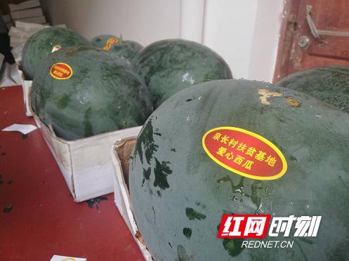 西瓜种植铺就致富路_农业种植致富项目西瓜_致富经西瓜种植视频