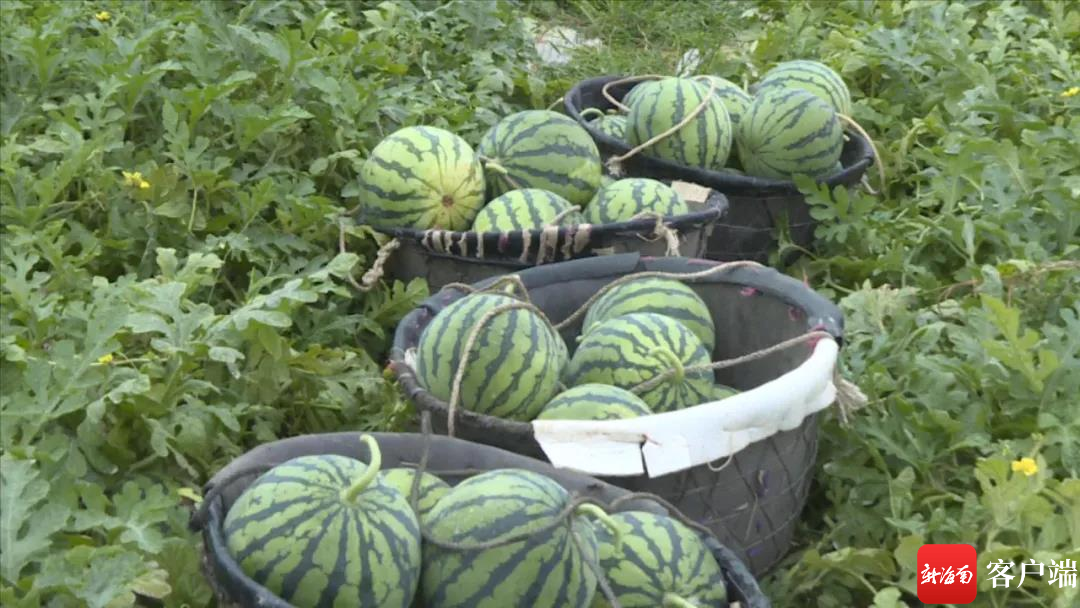 椰视频 | 万宁西瓜陆续上市 品质好销路畅