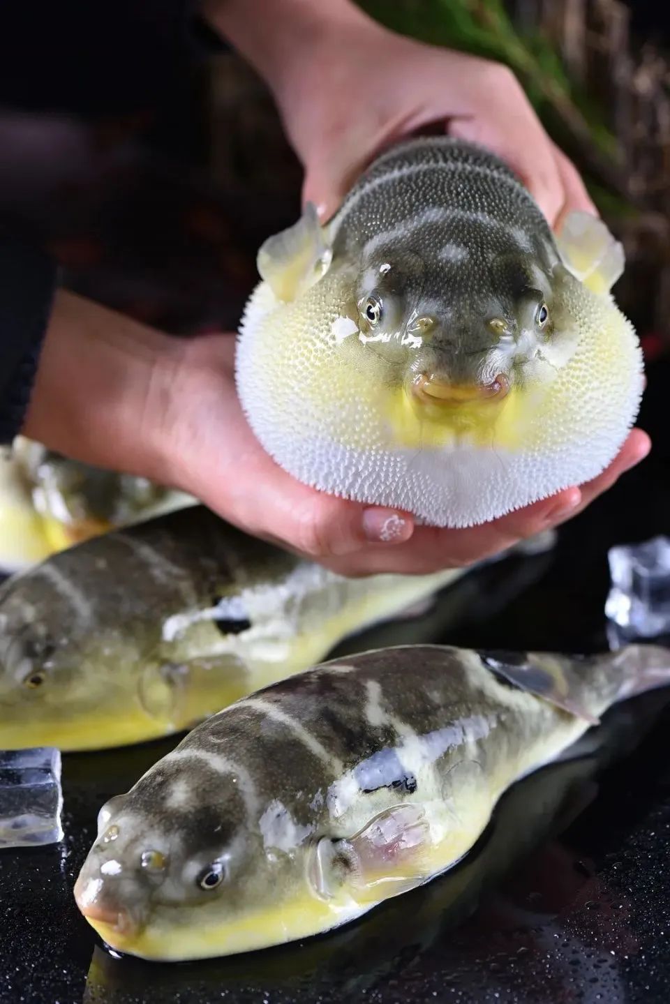 河豚养殖技术视频_海河豚怎么养殖技术_海水养殖河豚