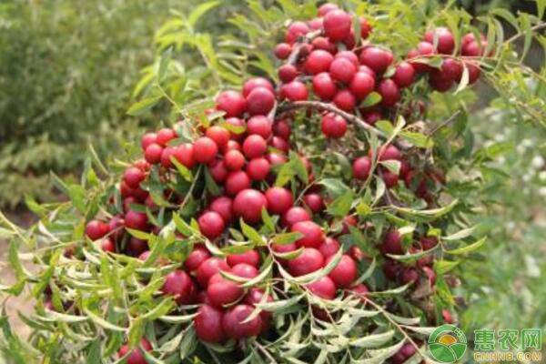 致富宝典资料_种植致富宝典图片_致富宝典种植图片大全