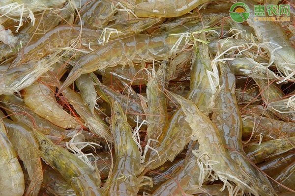 虾爱吃的10种食物是什么？