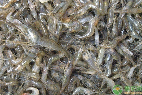 野生虾养殖技术视频_野生虾淡水养殖技术要求_野生淡水虾怎么养殖技术