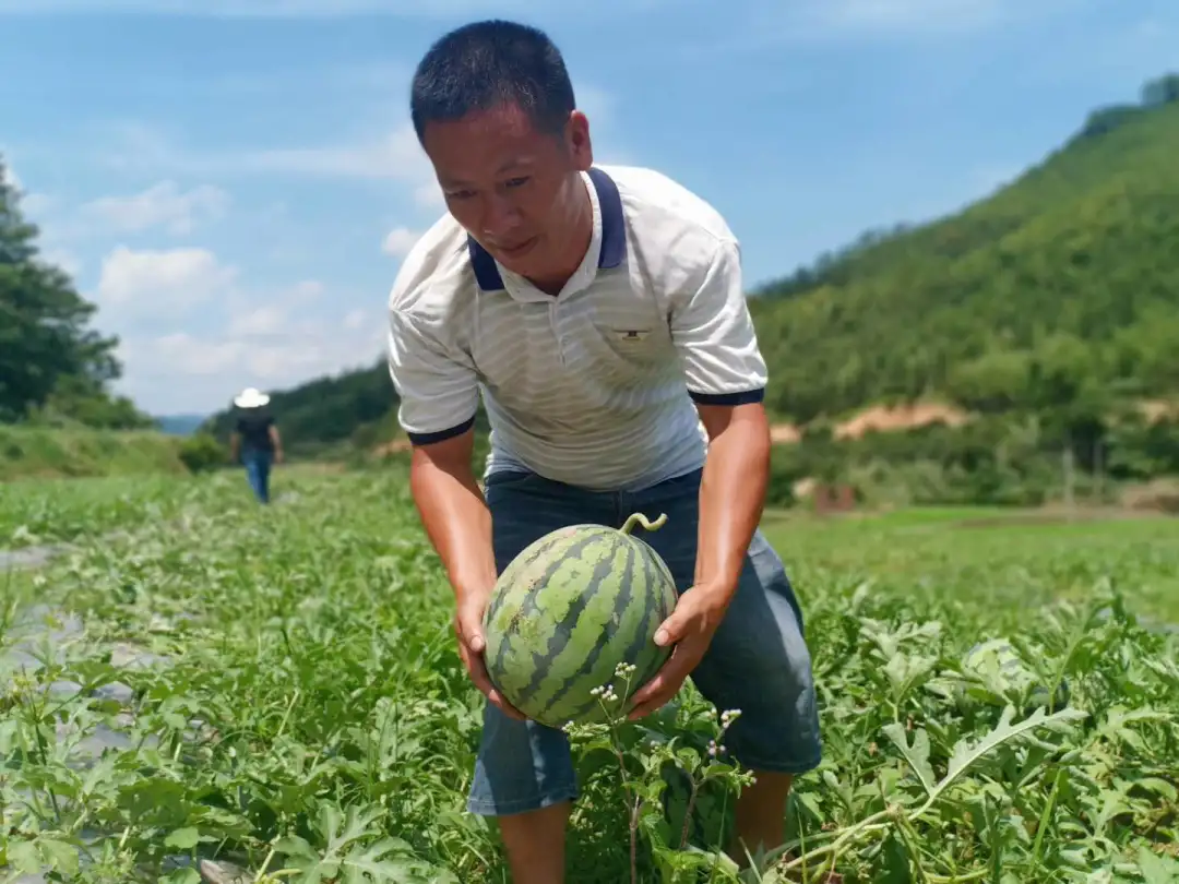 视频致富西瓜种植教程_致富经西瓜种植视频_农业种植致富项目西瓜