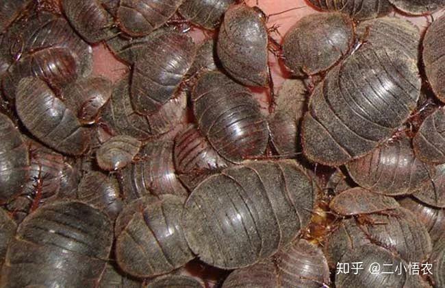土元的养殖技术！