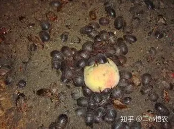 土元养殖技术以及利润_临沂土元养殖技术_养殖土元效益如何