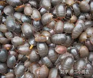 临沂土元养殖技术_土元养殖技术以及利润_养殖土元效益如何