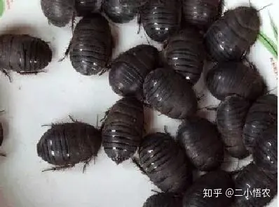 土元养殖技术以及利润_养殖土元效益如何_临沂土元养殖技术