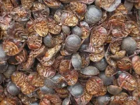 临沂土元养殖技术_土元养殖技术以及利润_养殖土元效益如何
