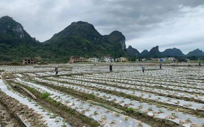 致富经农业种植_致富种植特色经济产业_特色经济种植致富