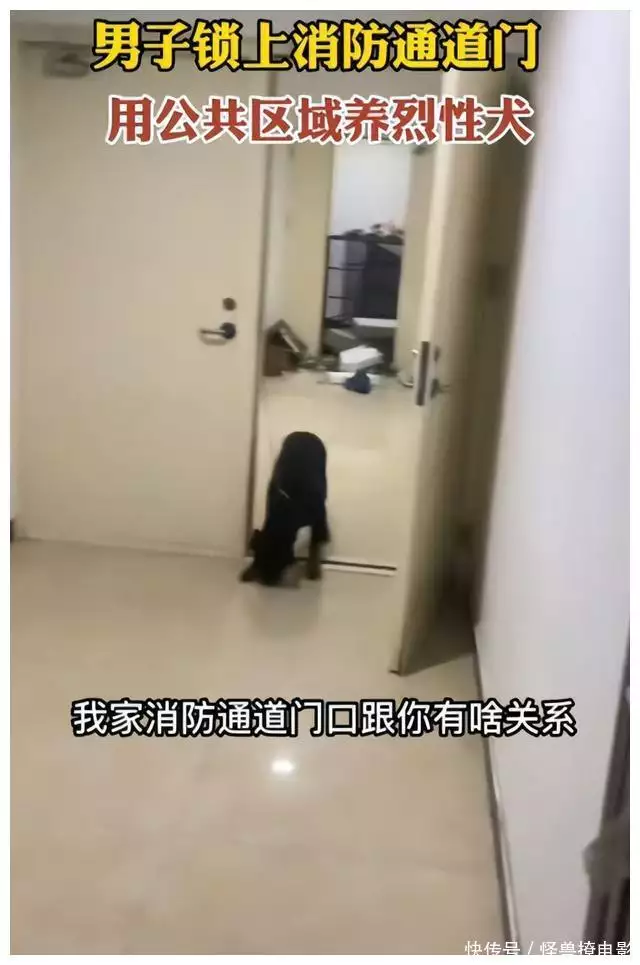 养殖泰迪致富_致富养殖泰迪图片_养殖泰迪赚钱吗
