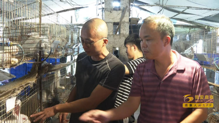 广西斗鸡苗货到付款_广西斗鸡养殖致富_广西斗鸡养殖基地