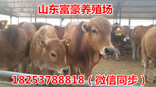 一个人可以养多少头牛