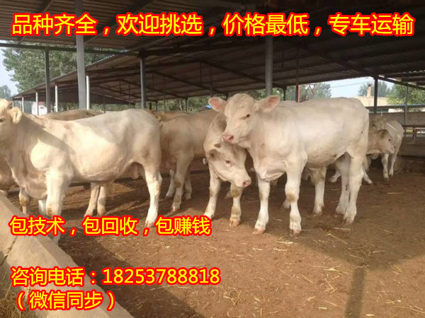 一个人可以养多少头牛