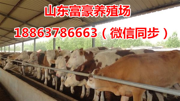 一个人可以养多少头牛